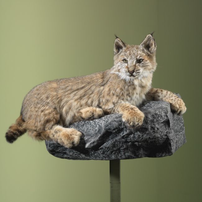 3362 Bobcat Rode Lynx