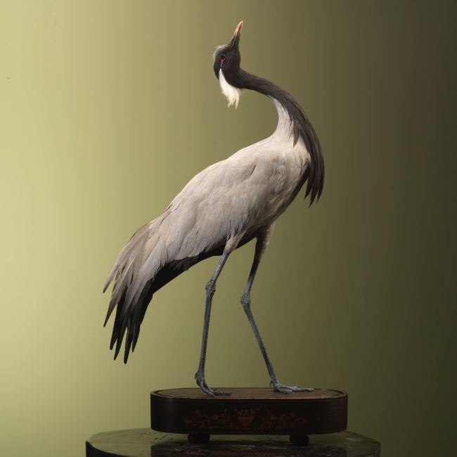 3456 Jufferkraanvogel