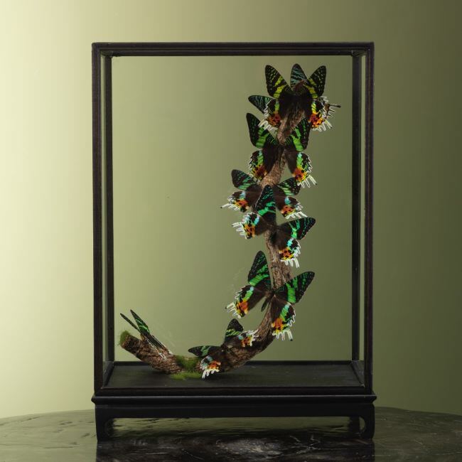 3714 Vlinders in Vitrine