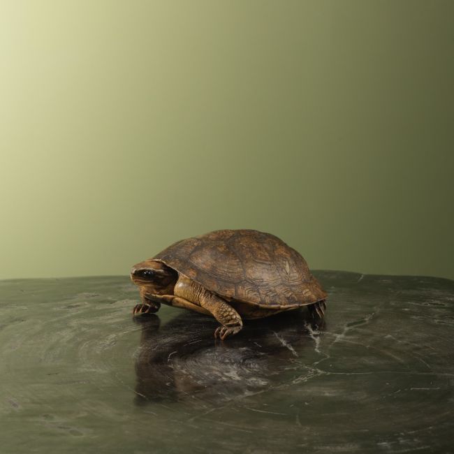 3718 Landschildpad Antiek