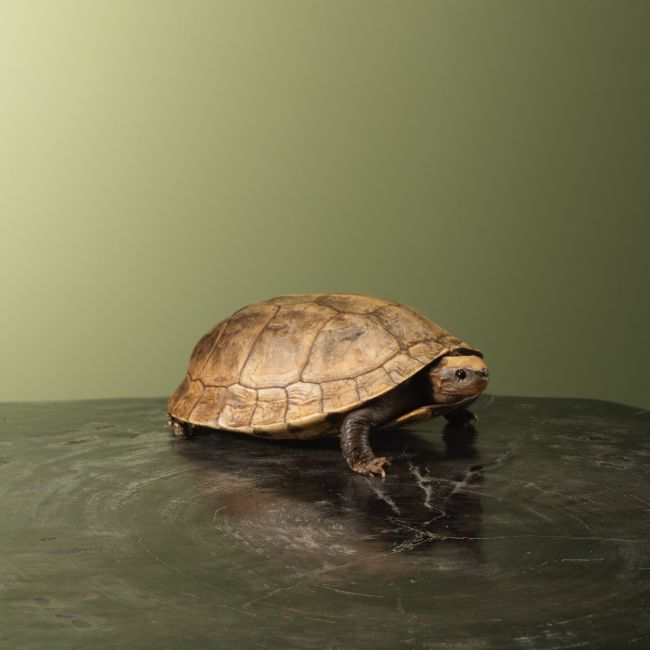 3720 Landschildpad Antiek