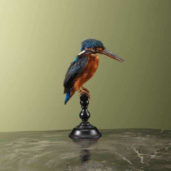 3724 Menintingsijsvogel
