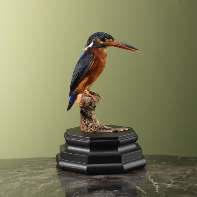 3725 Menintingsijsvogel