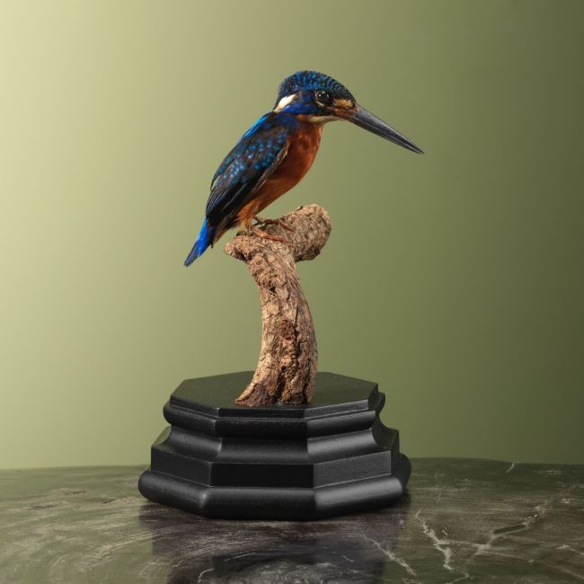 3726 Menintingsijsvogel