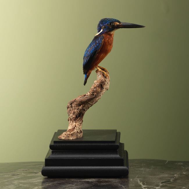 3727 Menintingsijsvogel