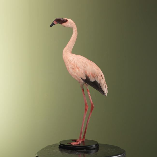 3750 Lesser Flamingo