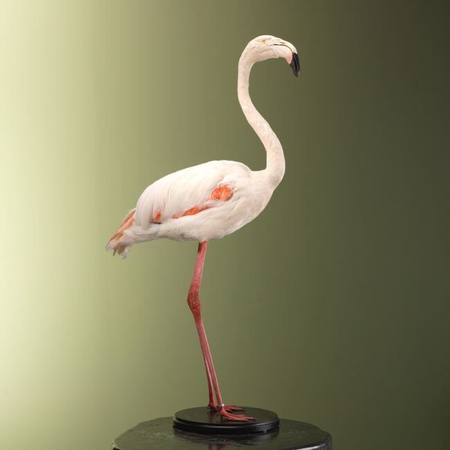 3751 Rode Flamingo