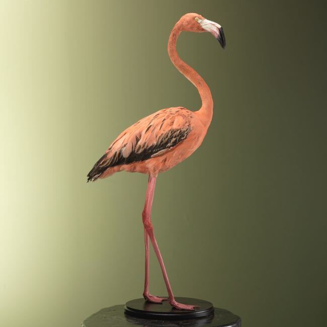 3752 Rode Flamingo