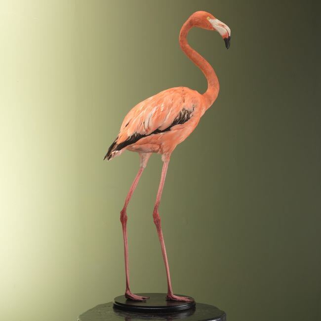 3753 Rode Flamingo