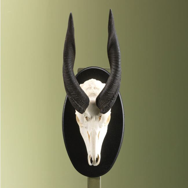 3758 Bushbuck Schedel