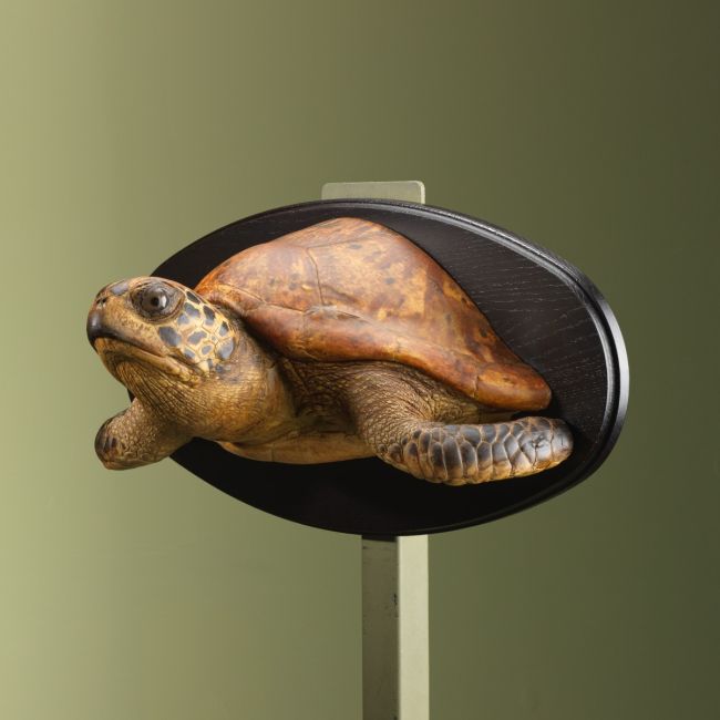 3765 Schildpad Antiek