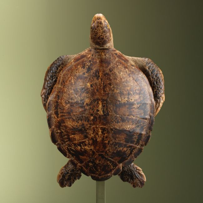 3768 Schildpad Antiek