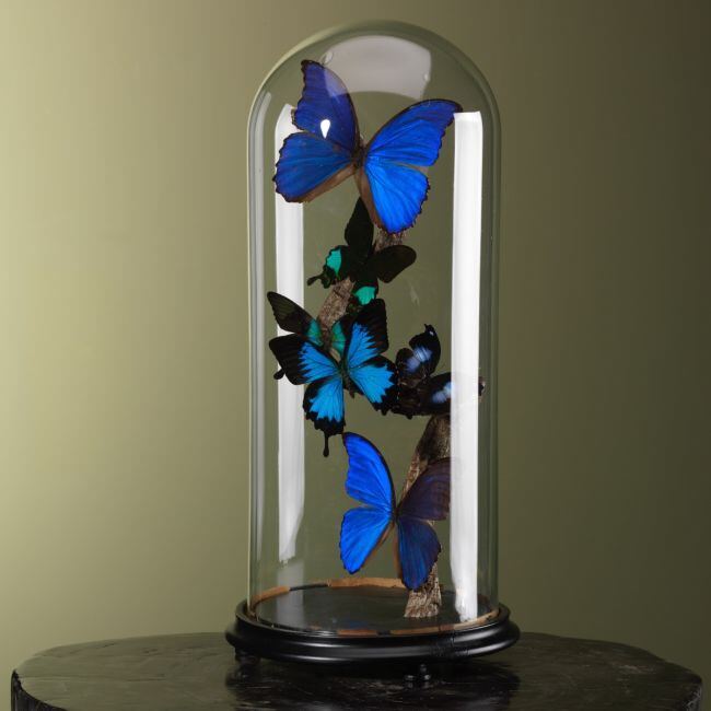 3876 Vlinders in Stolp