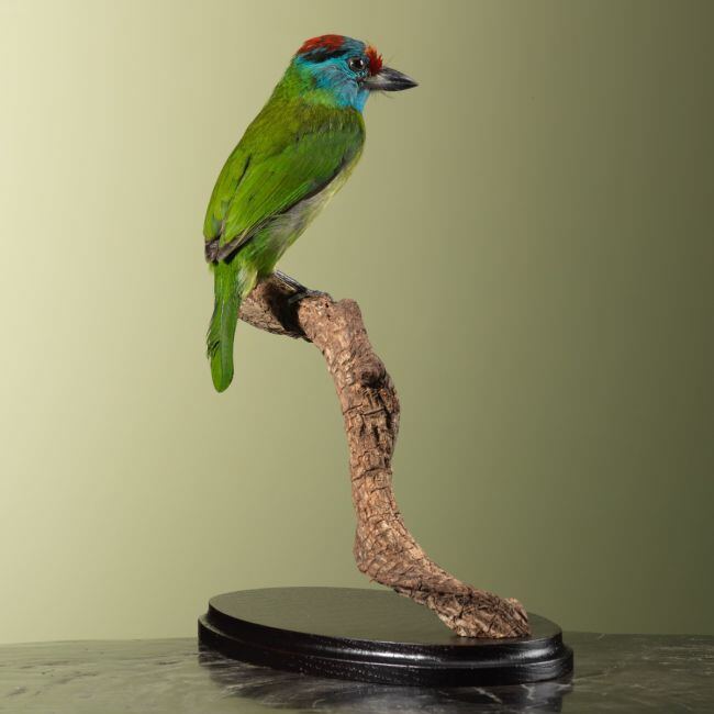 3923 Blauwkeelbaardvogel