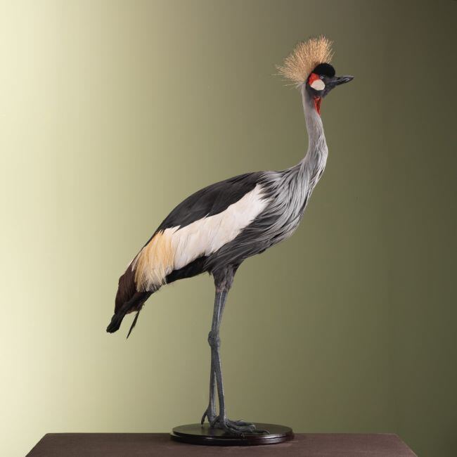 3953 Grijze Kroonkraanvogel