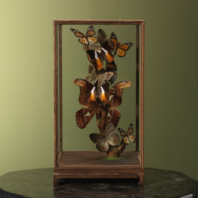 3992 Vlinders in Vitrine