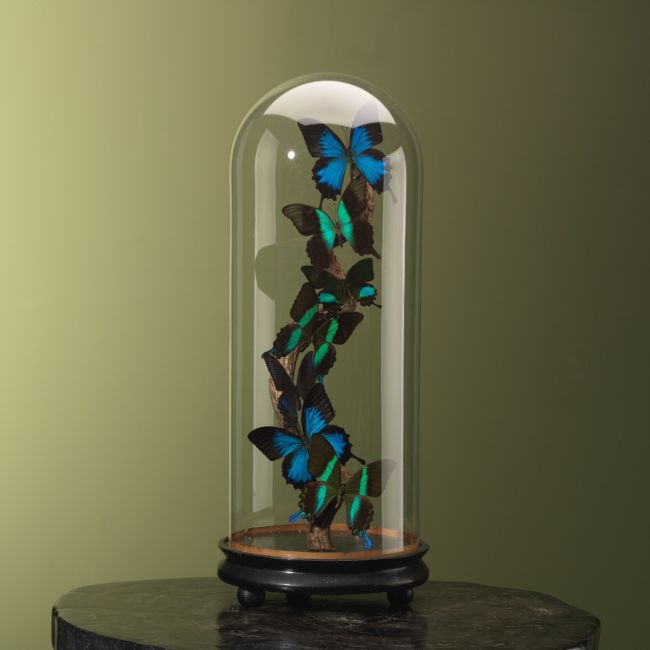 3995 Papilio Vlinders in Stolp