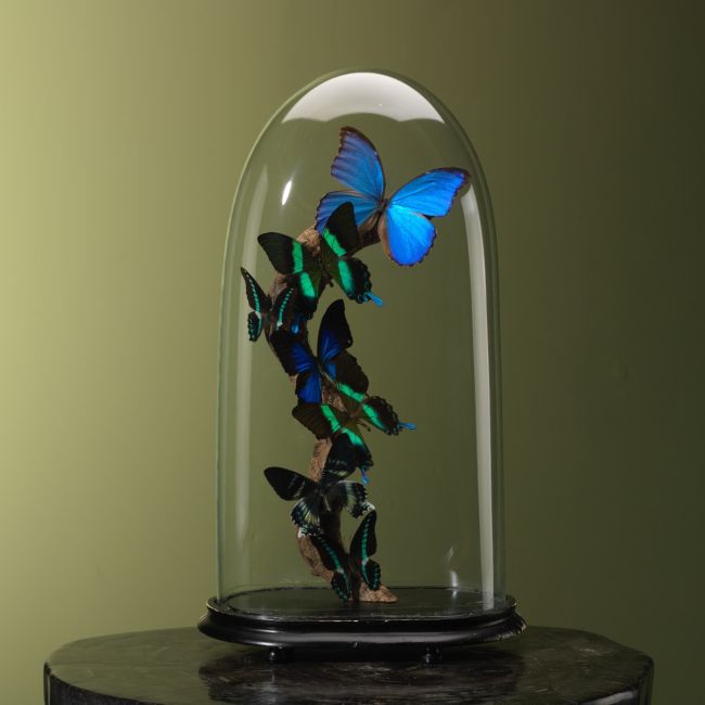 3996 Vlinders in Stolp