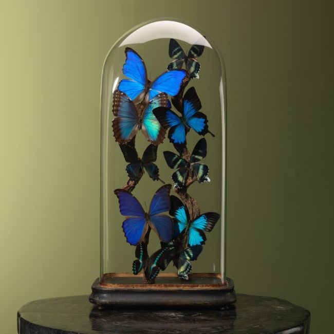 3998 Vlinders in Stolp