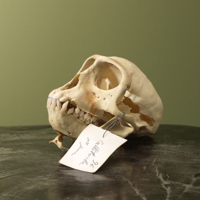 4001 Huzaaraap Schedel