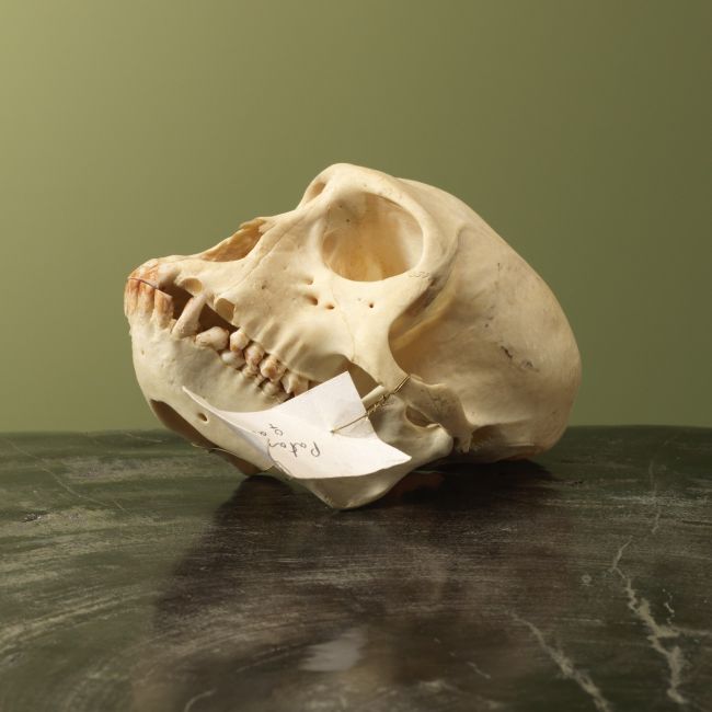 4004 Huzaaraap Schedel