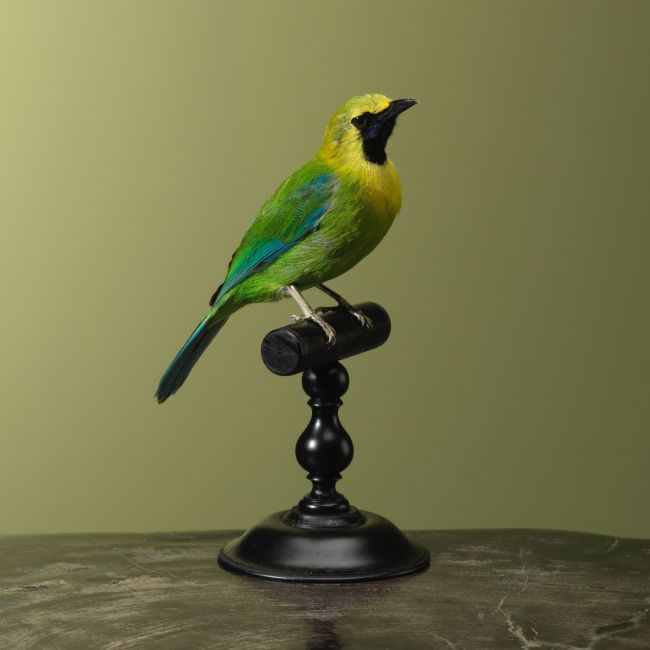 4022 Blauwvleugelbladvogel