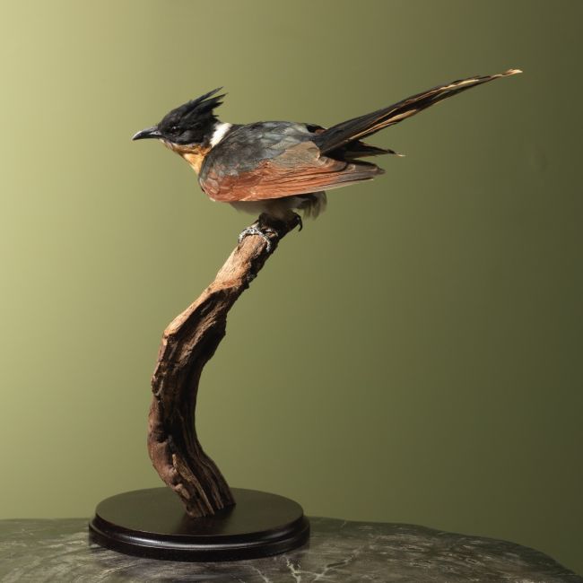 4036 Coromandelkoekoek