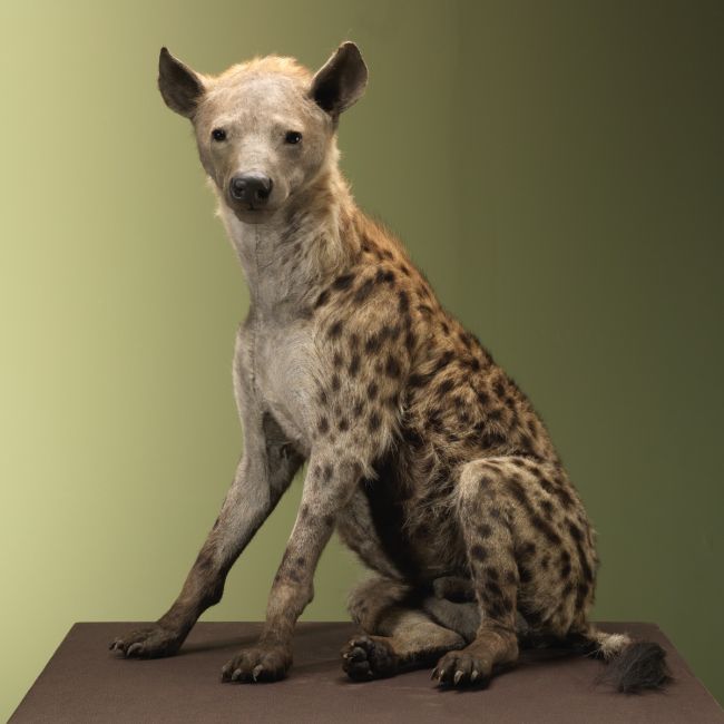 4070 Gevlekte Hyena