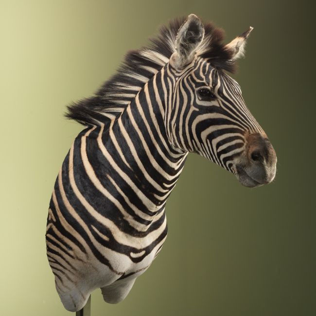 4092 Zebra