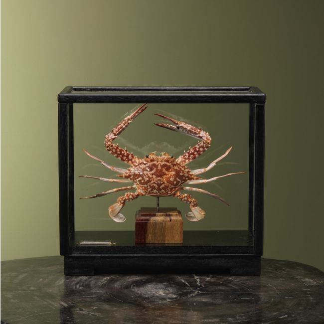 4104 Blauwe Zwemkrab in Vitrine