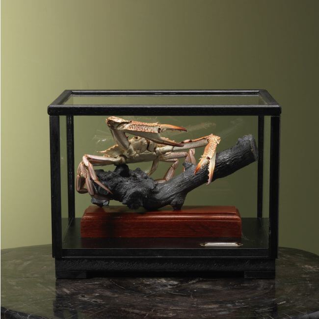 4105 Blauwe Zwemkrab in Vitrine