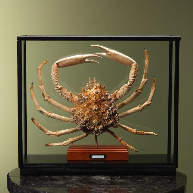 4115 Spinkrab in Vitrine