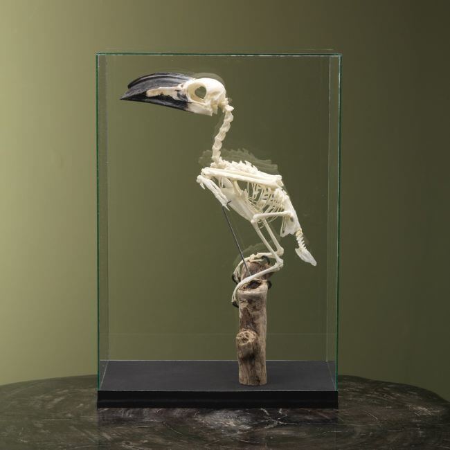 4121 Langstaarttok Skelet