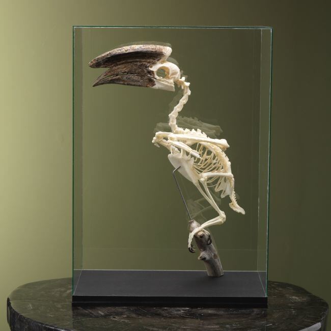 4123 Trompetneushoornvogel M Skelet