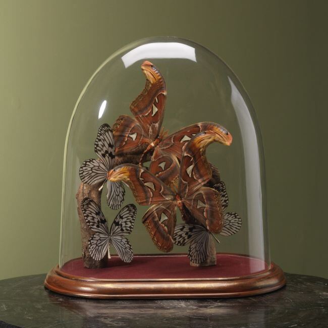 4127 Vlinders in Stolp