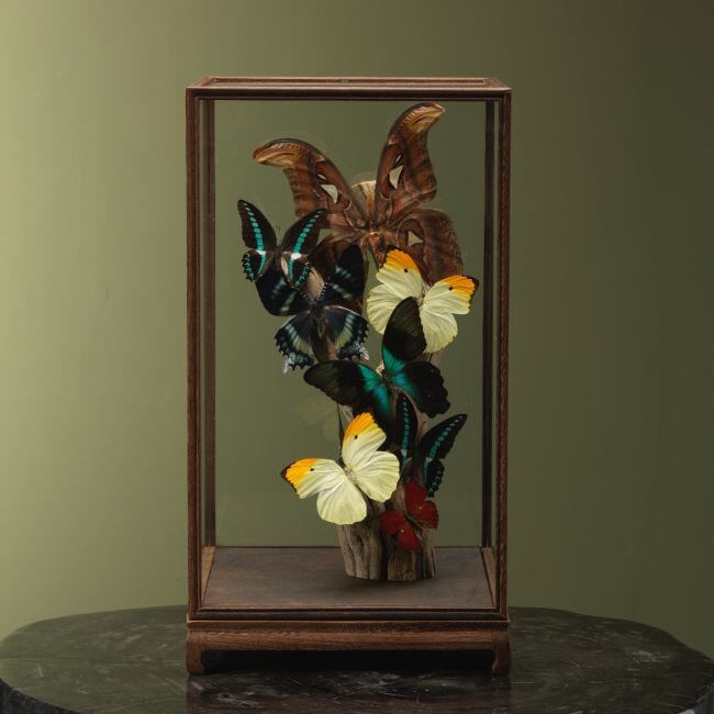 4128 Vlinders in Vitrine