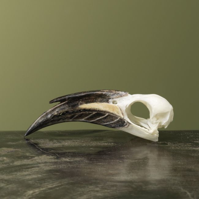 4134 Grijze Tok M Schedel