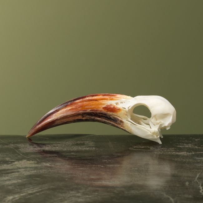 4138 Roodsnaveltok M Schedel