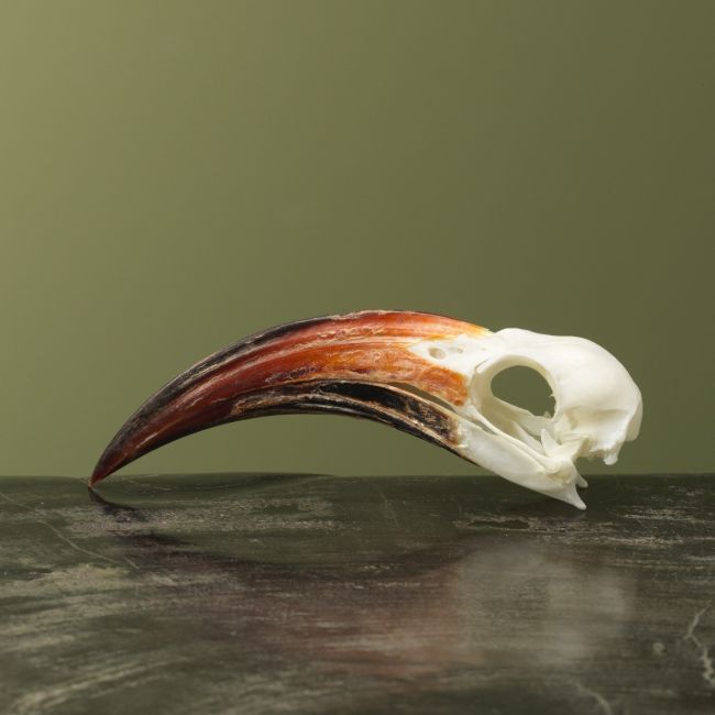 4139 Roodsnaveltok M Schedel