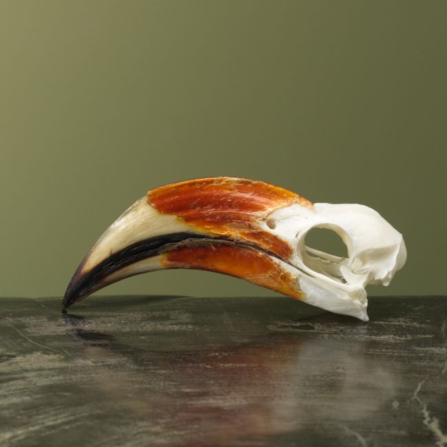 4145 Von der Deckens Tok M Schedel