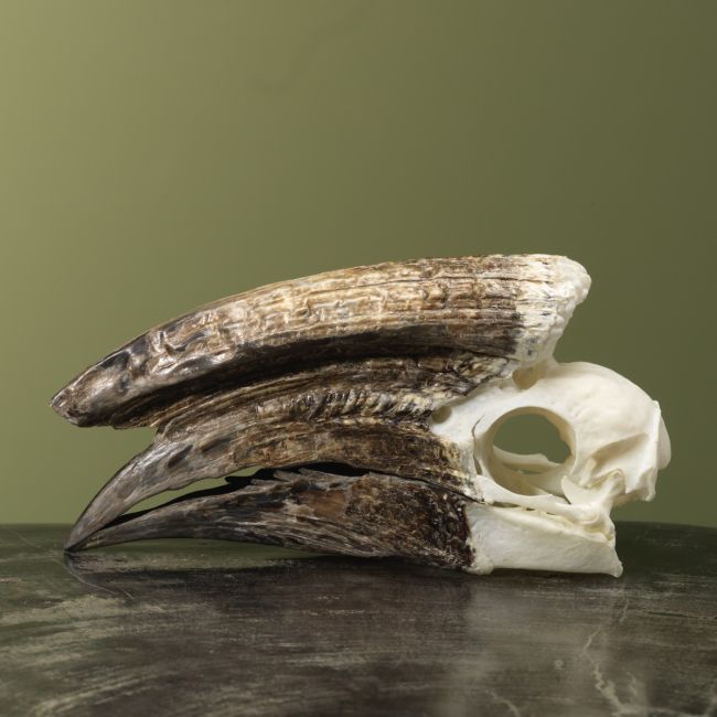 4148 Trompetneushoornvogel M Schedel