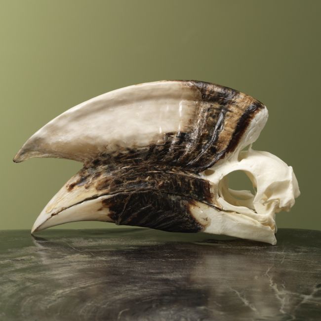 4151 Witpootneushoornvogel M Schedel