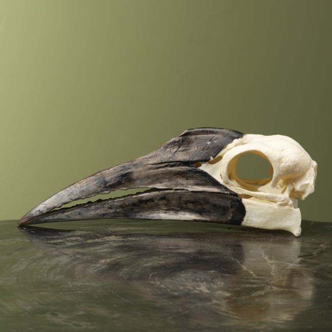 4152 Zuidelijke Hoornraaf Schedel