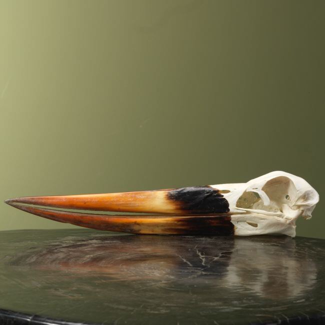 4156 Zadelbekooievaar Schedel