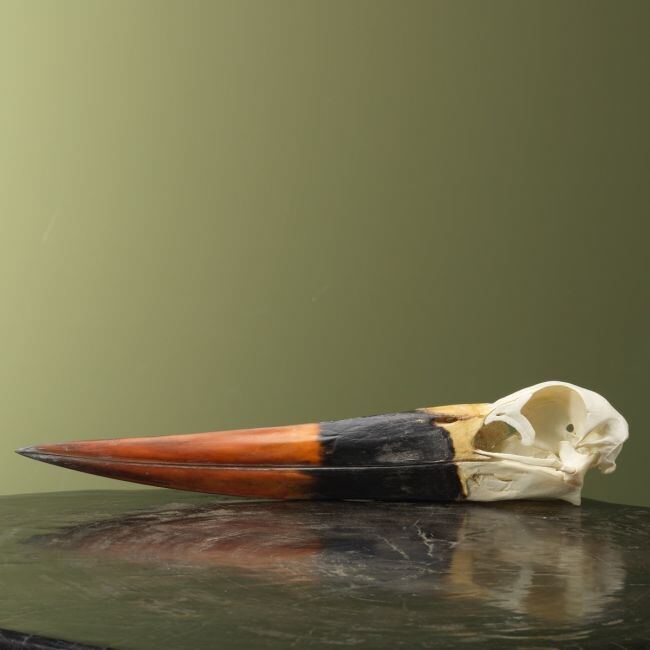 4157 Zadelbekooievaar Schedel