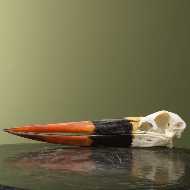 4158 Zadelbekooievaar Schedel