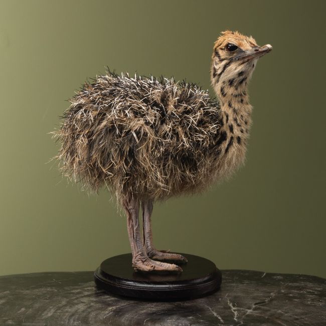 4165 Struisvogel Kuiken