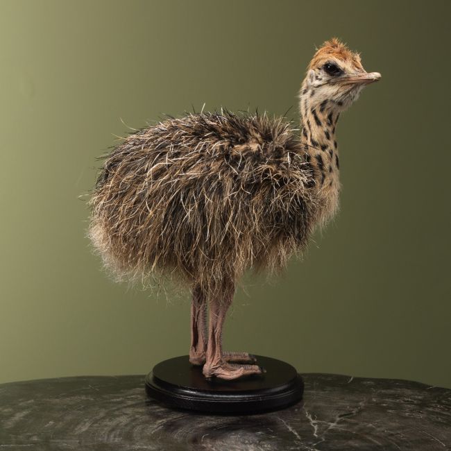 4168 Struisvogel Kuiken