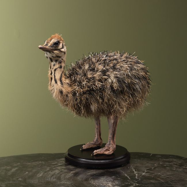 4169 Struisvogel Kuiken