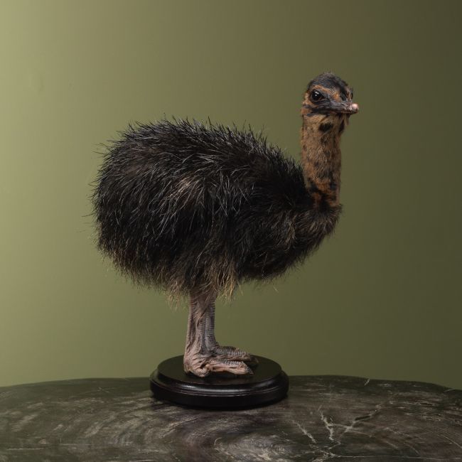 4171 Struisvogel Kuiken Zwart